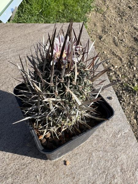 Stenocactus erectocentrus